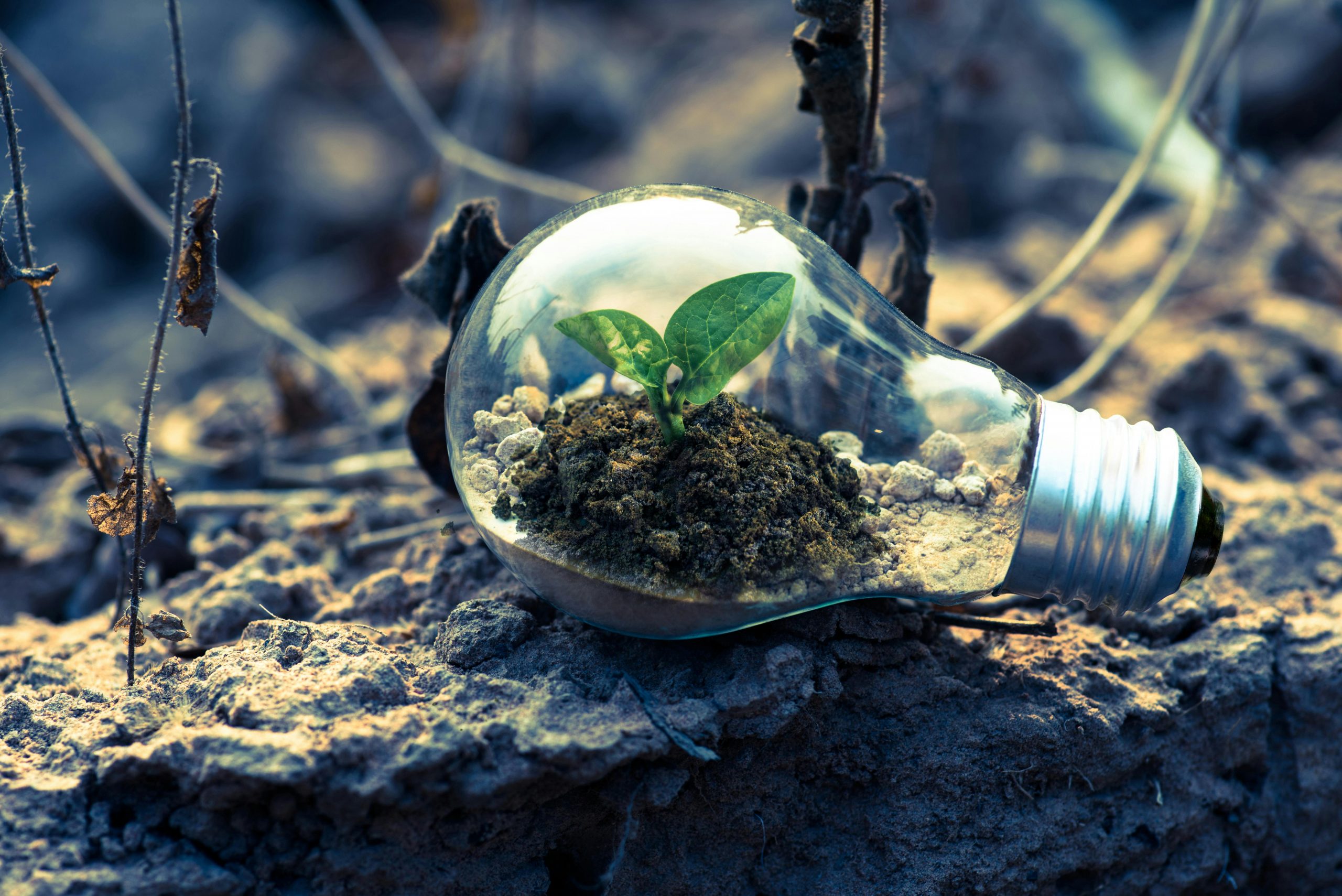 A lightbulb with a plant growing inside of it for the National Collaborative Working group in april